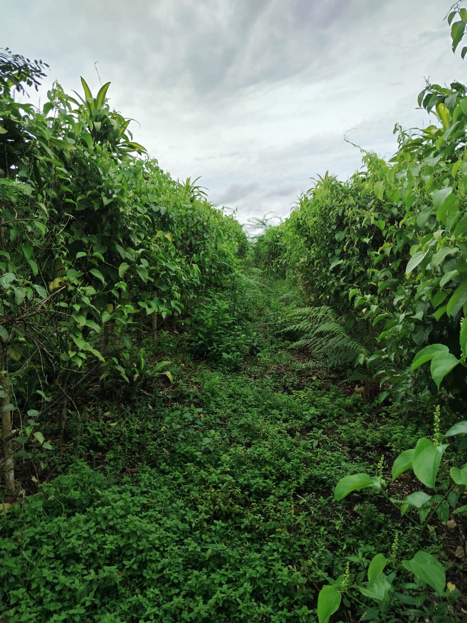Visitantes conociendo el cultivo de sacha inchi
