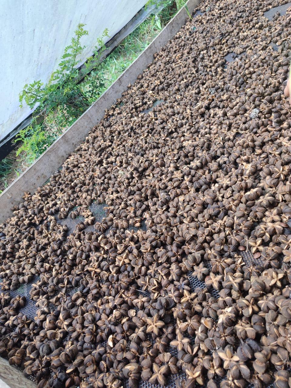 Área de cultivo y preparación del sacha inchi