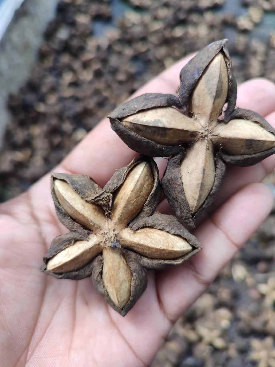 Detalle de los frutos secos de sacha inchi